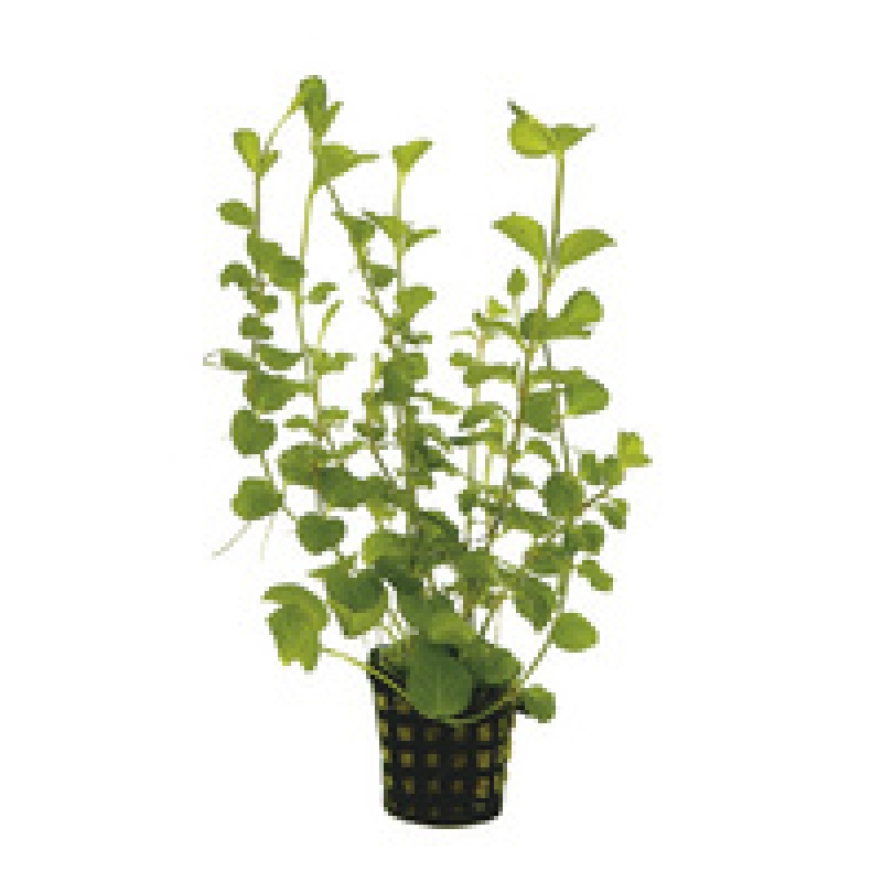 6x Lysimachia Nummularia Aurea